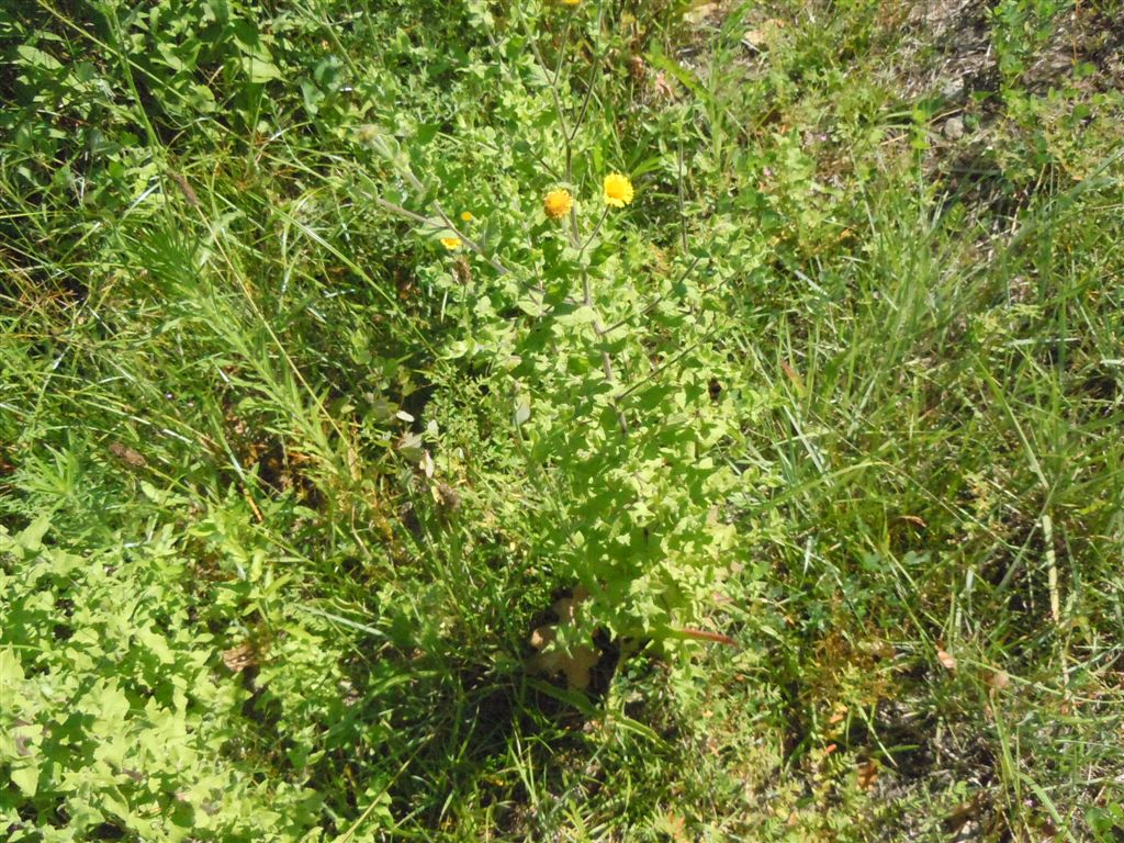 Pulicaria dysenterica